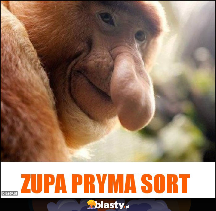 Zupa pryma sort