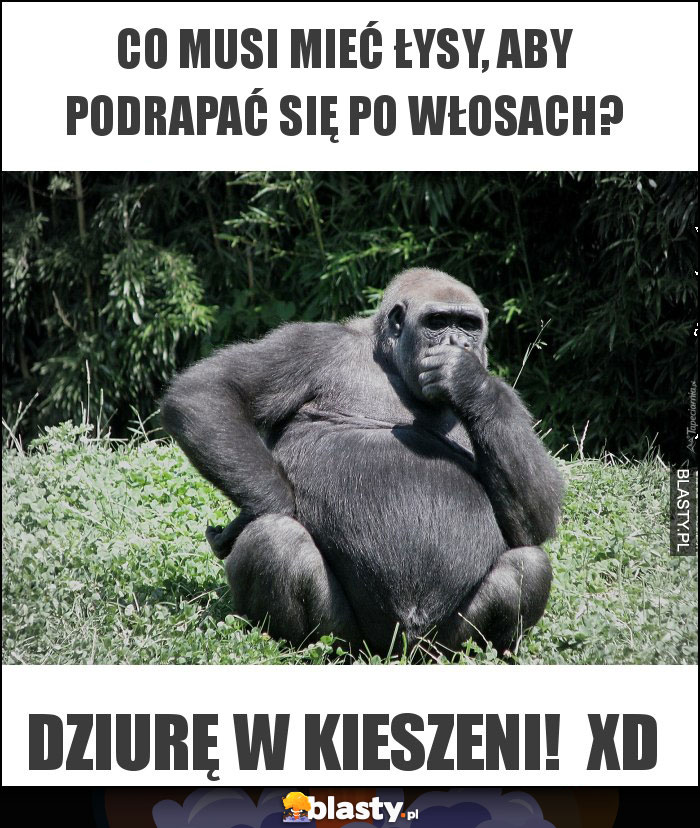 Co musi mieć łysy, aby podrapać się po włosach?