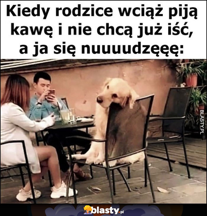 Kiedy rodzice wciąż piją kawę i nie chcą już iść a ja się nudzę pies