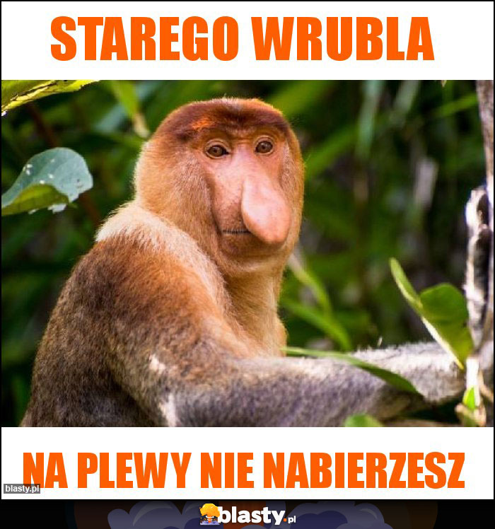 Starego wrubla