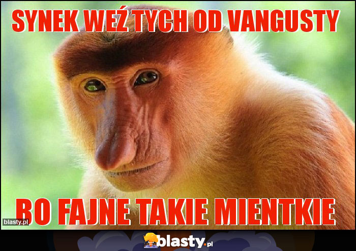 synek weź tych od vangusty