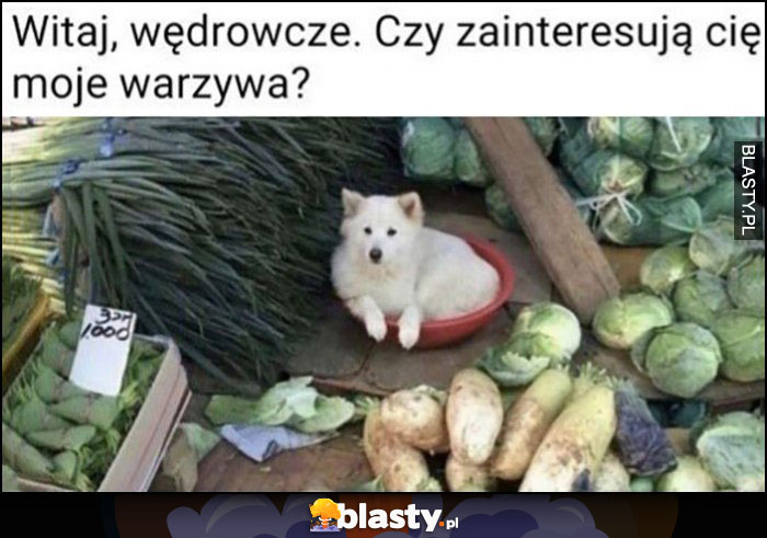 Witaj wędrowcze, czy zainteresują cię moje warzywa? Pies