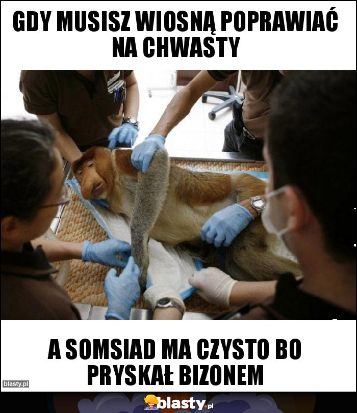 Gdy musisz wiosną poprawiać na chwasty