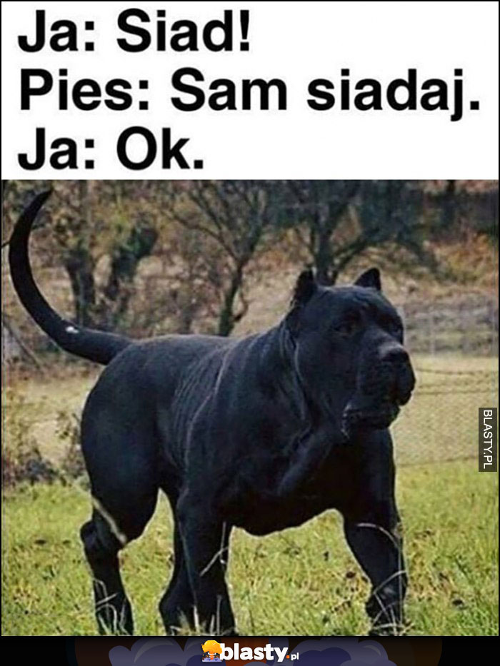 Ja: siad, przypakowany pies: sam siadaj, ja: ok