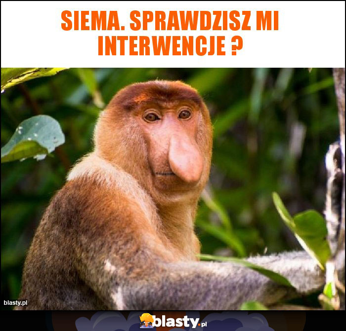 Siema. Sprawdzisz mi interwencje ?
