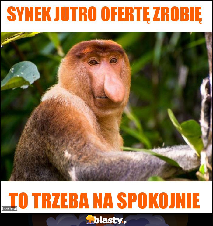 Synek jutro ofertę zrobię