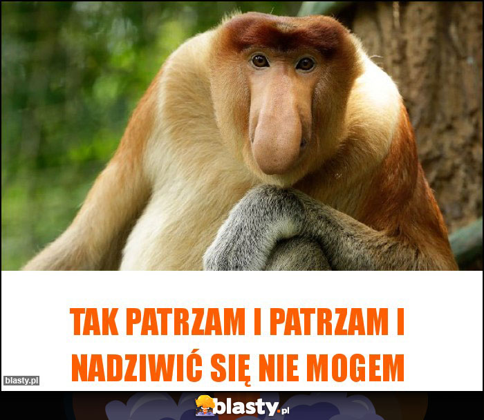 Tak patrzam i patrzam i nadziwić się nie mogem