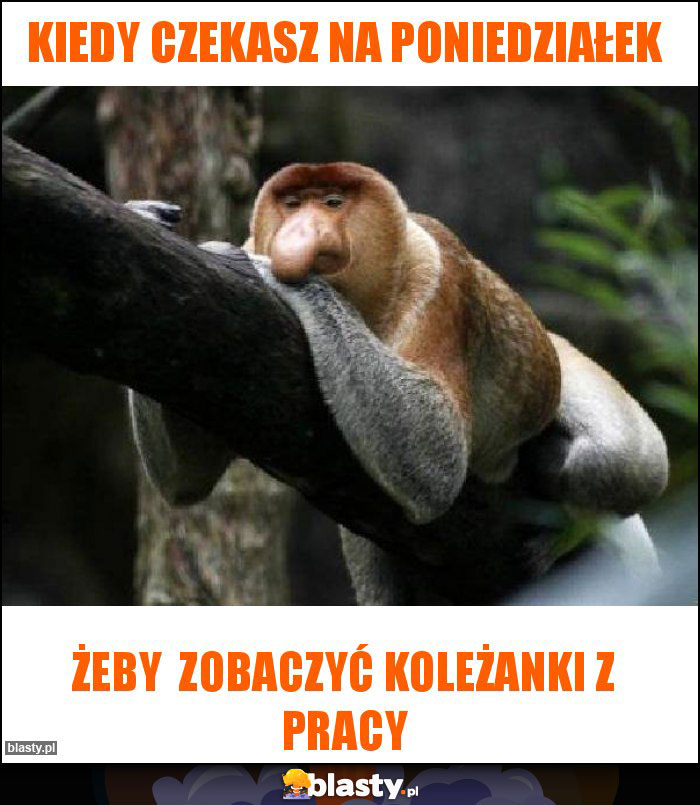 Kiedy czekasz na poniedziałek
