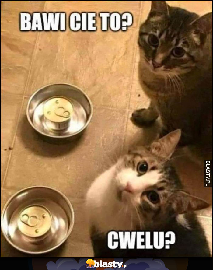Koty nie otwarte puszki w miskach, bawi cię to cwelu?
