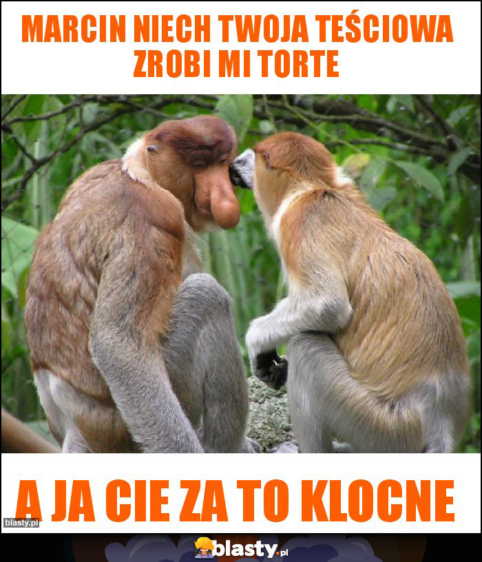Marcin niech twoja teściowa zrobi mi torte