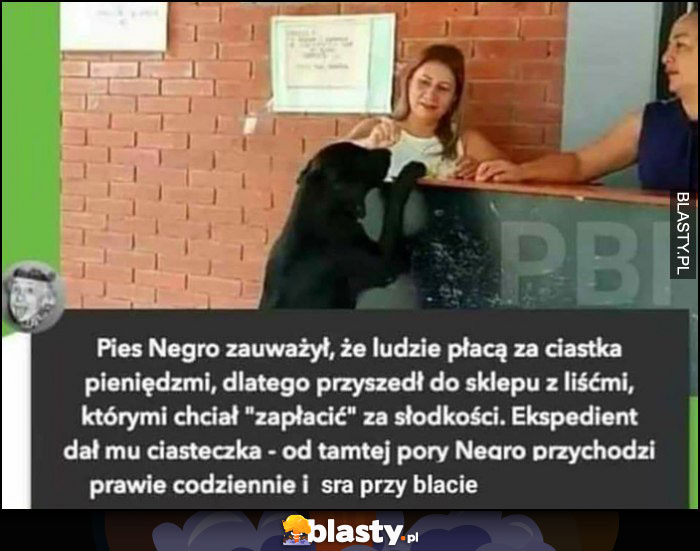 Pies zauważył, że ludzie płacą pieniędzmi za ciastka, dlatego zapłacił liścmi, ekspedient dał mu ciastka, od tamtej pory przychodzi prawie codziennie i sra przy blacie