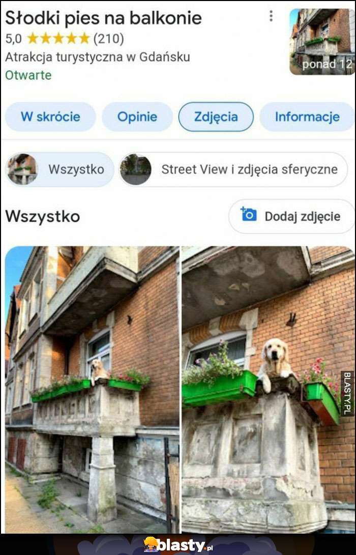 Słodki pies na balkonie atrakcja turystyczna w Gdańsku Google maps