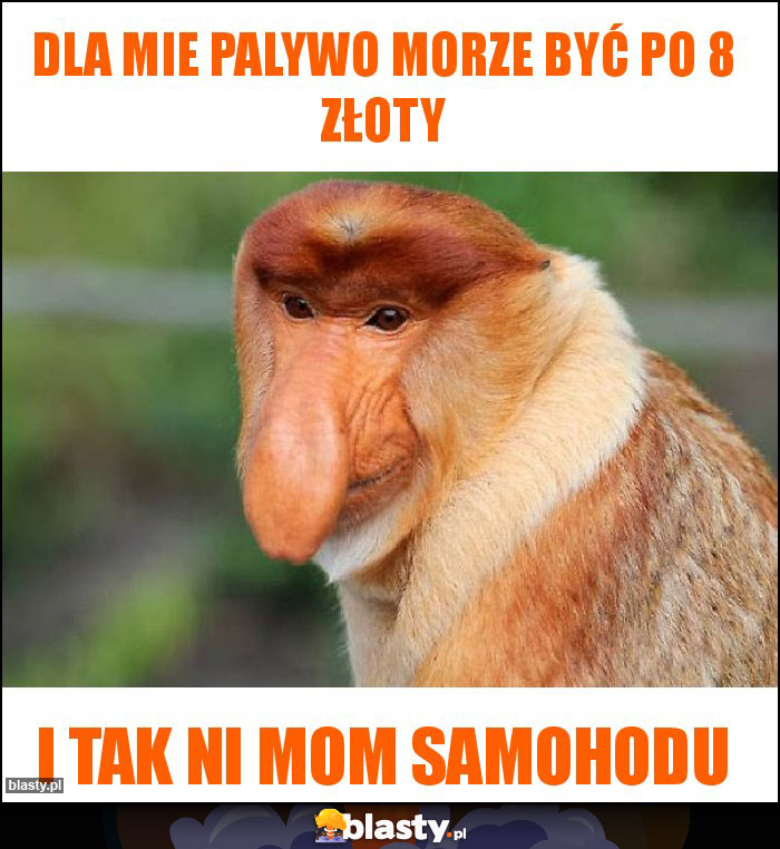 Dla mie palywo morze być po 8 złoty
