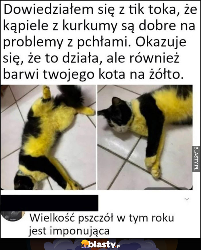 Kąpiele z kurkumy są dobre na problemy z pchłami, okazuje się że również barwią kota na żółto