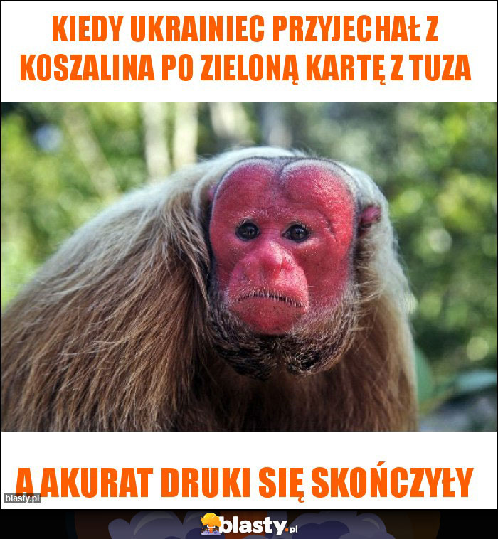 Kiedy Ukrainiec przyjechał z Koszalina po Zieloną kartę z TUZA