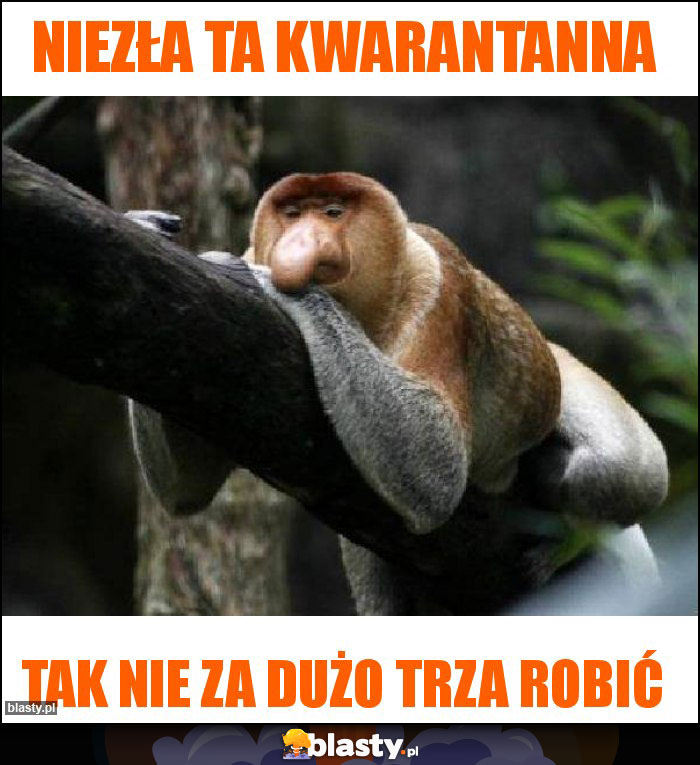 niezła ta kwarantanna
