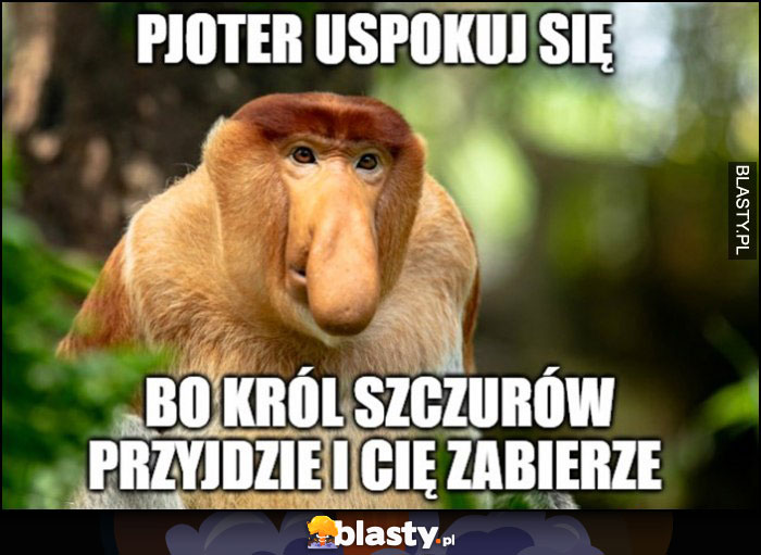 Pioter uspokój się, bo król szczurów przyjdzie i Cię zabierze typowy Polak nosacz małpa