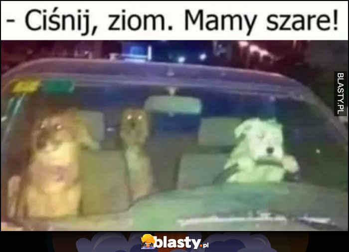 Psy pies kierowca ciśnij ziom, mamy szare