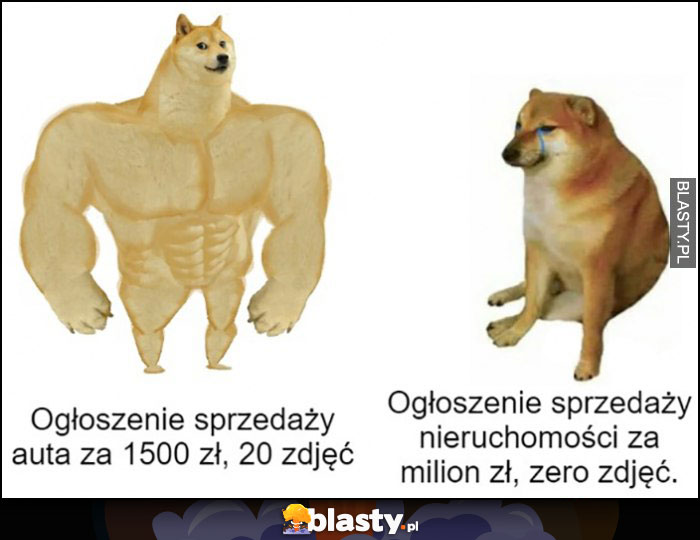 Ogłoszenie sprzedaży auta za 1500 zł - 20 zdjęć, ogłoszenie nieruchomości za milion zł - zero zdjęć pies pieseł doge