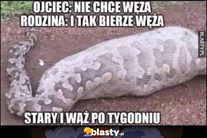 Ojciec: nie chcę węża, rodzina: i tak bierze węża, stary i wąż po tygodniu