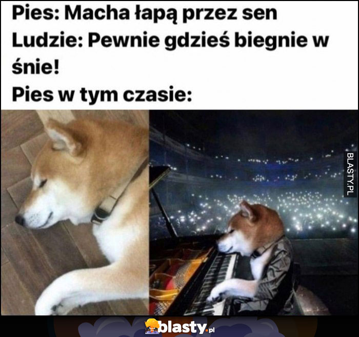 Pies: macha łapą przez sen, ludzie: pewnie gdzieś biegnie we śnie, pies w tym czasie gra na pianinie