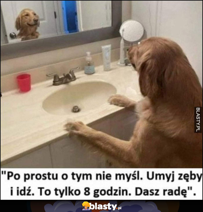 Pies patrzy w lustro: po prostu o tym nie myśl, umyj zeby i idź to tylko 8 godzin, dasz radę