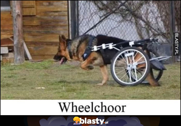 Wheelchoor wilczur dosłownie pies z wózkiem z kołami
