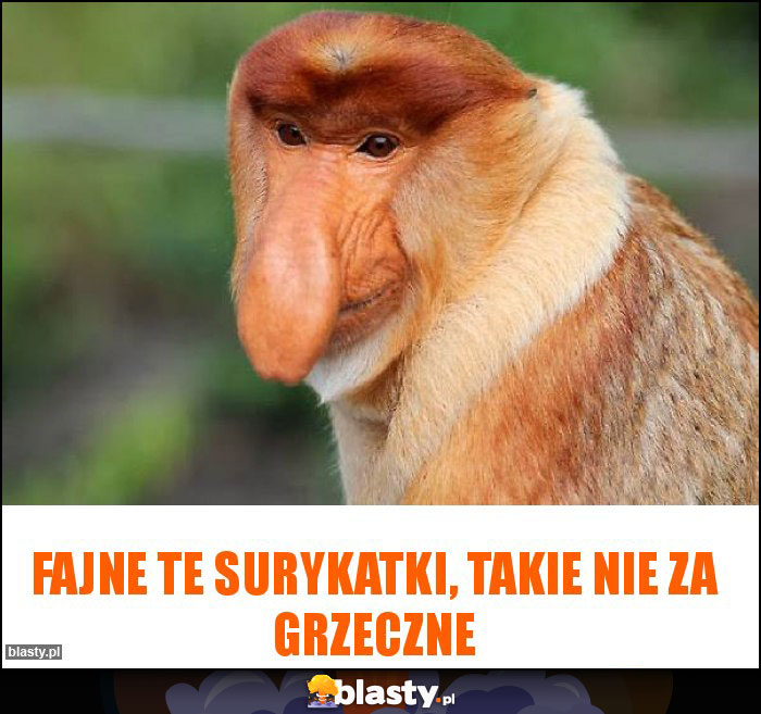 Fajne te surykatki, takie nie za grzeczne