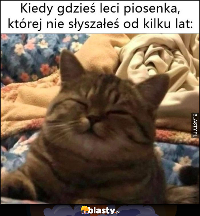 Kot kiedy gdzieś leci piosenka, której nie słyszałeś od kilku lat