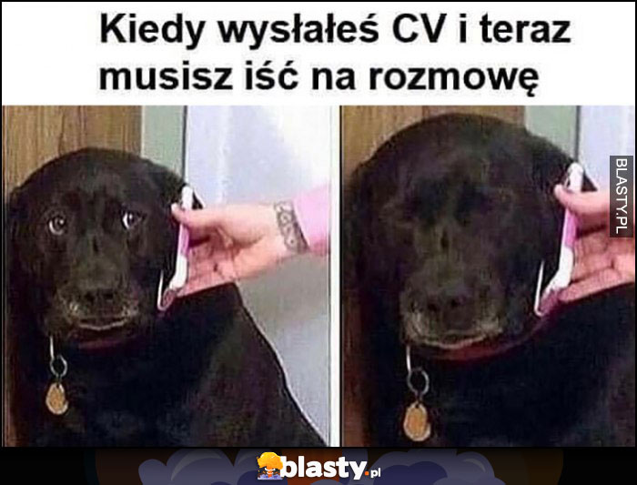 Pies rozmawia przez telefon kiedy wysłałeś CV i teraz musisz iść na rozmowę kwalifikacyjną