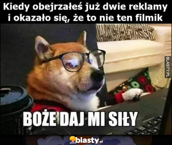 Pies pieseł doge kiedy obejrzałeś już dwie reklamy i okazało się, że to nie ten filmik