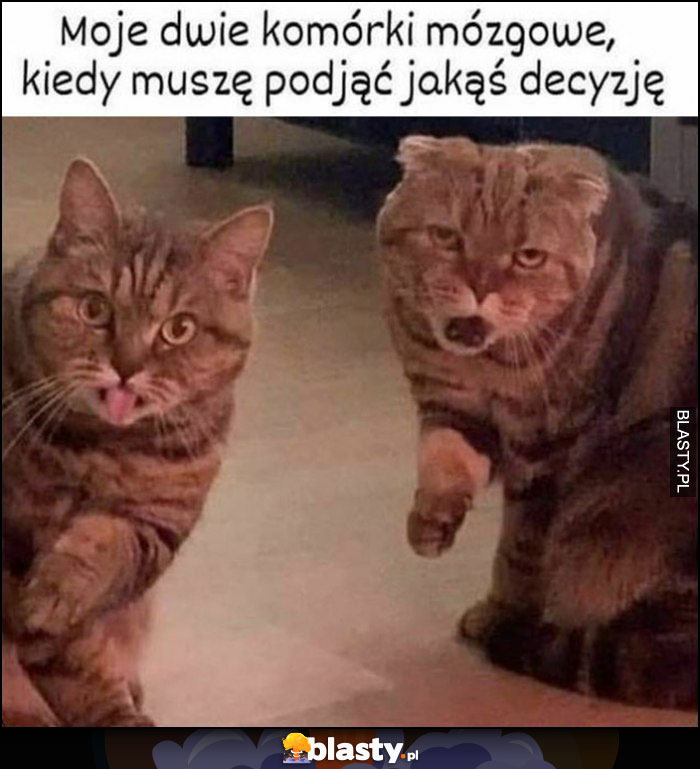 Kot koty moje dwie komórki mózgowe kiedy muszę podjąć jakąs decyzję