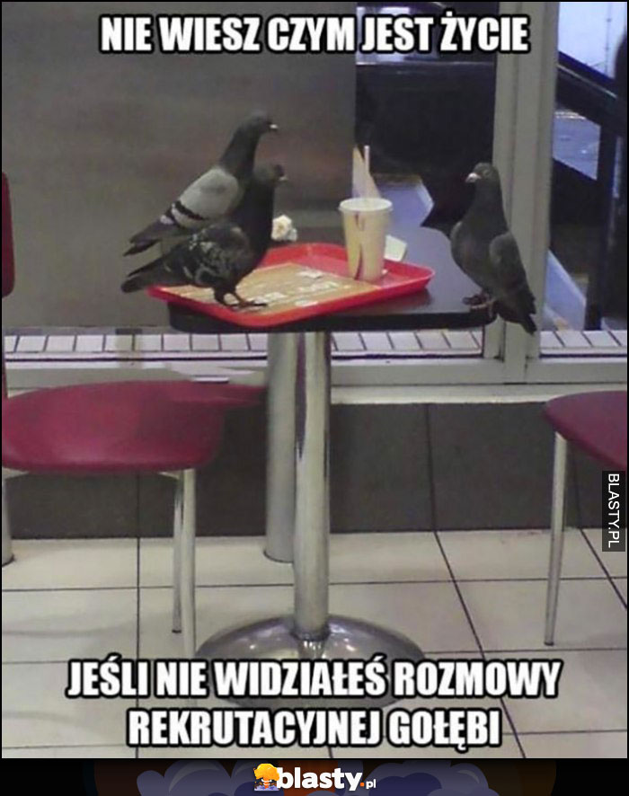 Nie wiesz czym jest życie jeśli nie widziałeś rozmowy rekrutacyjnej gołębi