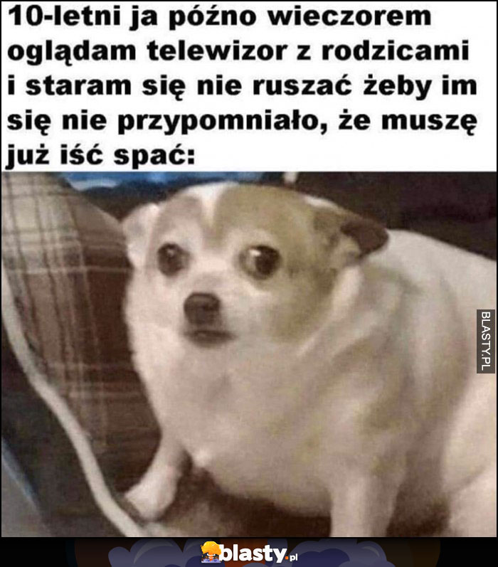 10-letni ja późno wieczorem oglądam tv z rodzicami i staram się nie ruszać, żeby im się nie przypomniało, że muszę już iść spać pies piesek