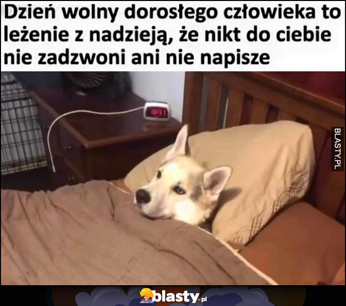 Dzień wolny dorosłego człowieka to leżenie z nadzieją, że nikt do ciebie nie zadzwoni ani nie napisze pies w łóżku