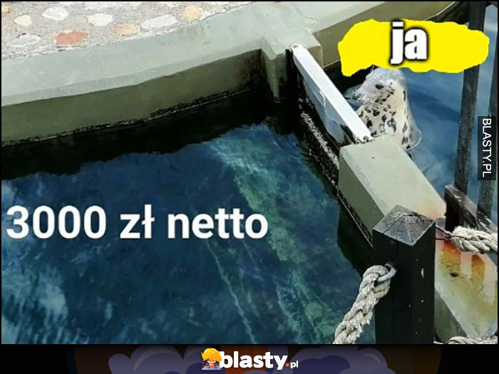 Ja foka patrzy na pensję 3000 zł netto