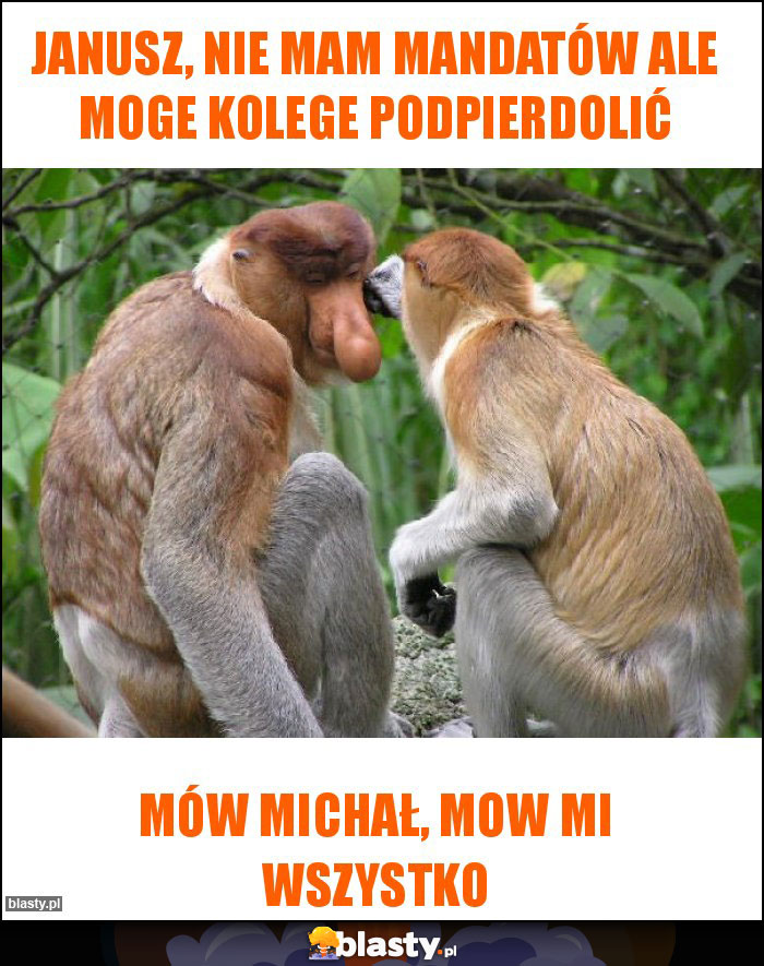 Janusz, nie mam mandatów ale moge kolege podpierdolić