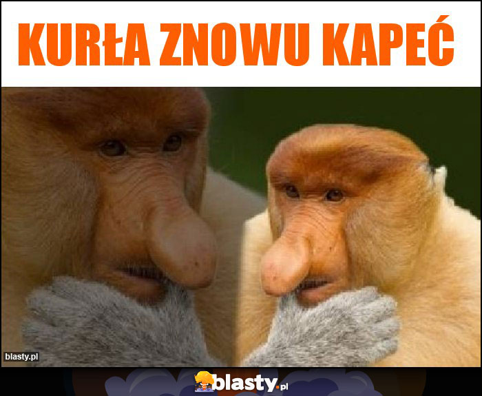 Kurła znowu kapeć