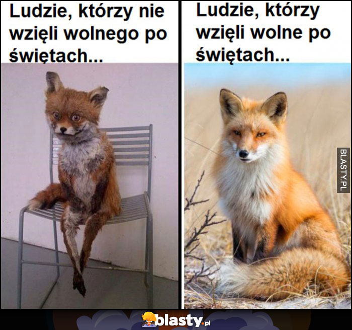 Ludzie którzy nie wzięli wolnego po świętach vs ludzie którzy wzięli lis lisek