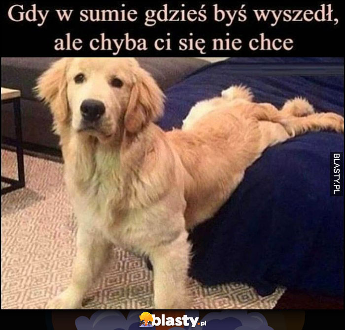 Pies gdy w sumie gdzieś byś wyszedł, ale chyba ci się nie chce