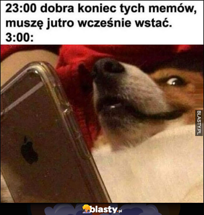 Pies o 23:00 dobra koniec tych memów, muszę jutro wcześnie wstać, o 3:00 nadal ogląda memy