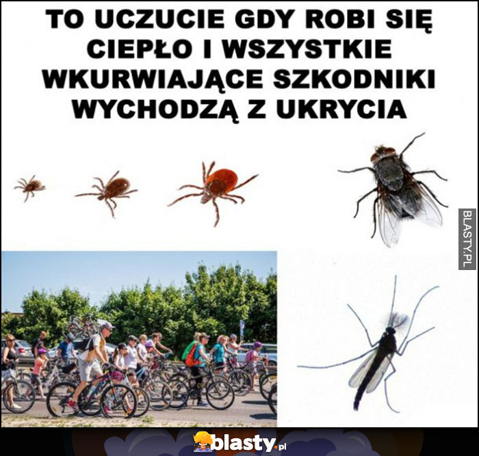 To uczucie gdy robi się ciepło i wszystkie wkurzające szkodniki wychodzą z ukrycia insekty rowerzyści