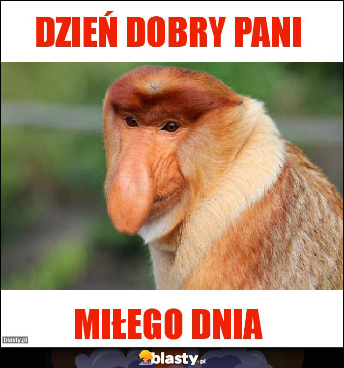 DZIEŃ DOBRY PANI