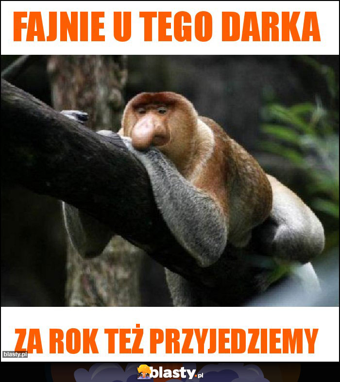 Fajnie u tego Darka