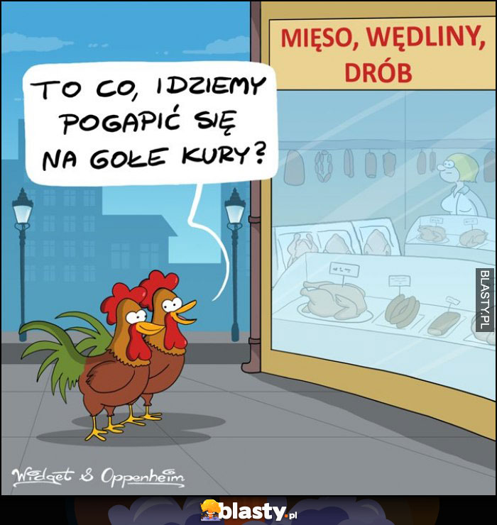 gołe kury