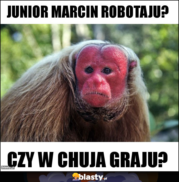 Junior Marcin robotaju?