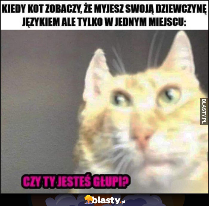 Kiedy kot zobaczy, że myjesz swoją dziewczynę językiem, ale tylko w jednym miejscu, czy ty jesteś głupi?