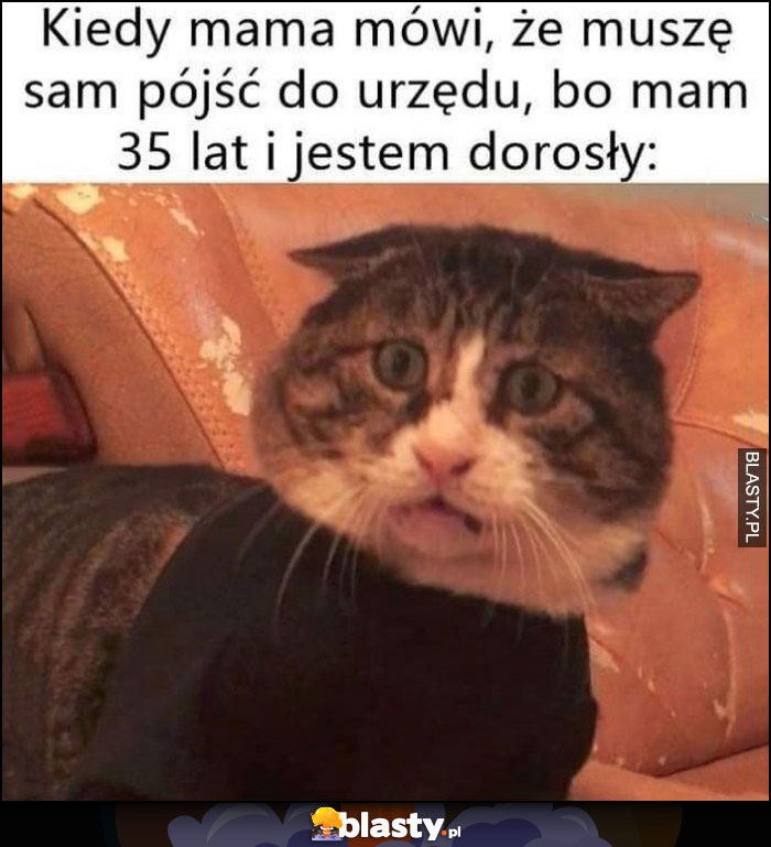 Kiedy mama mówi, że muszę sam pójść do urzędu bo mam 35 lat i jestem dorosły zdziwiony kot