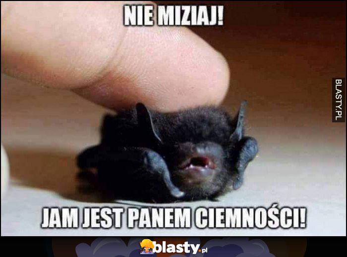 Mały nietoperz nie miziaj, jam jest panem ciemności!