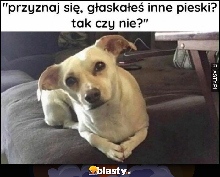 Pies: przyznaj sie, głaskałeś inne pieski? Tak czy nie?